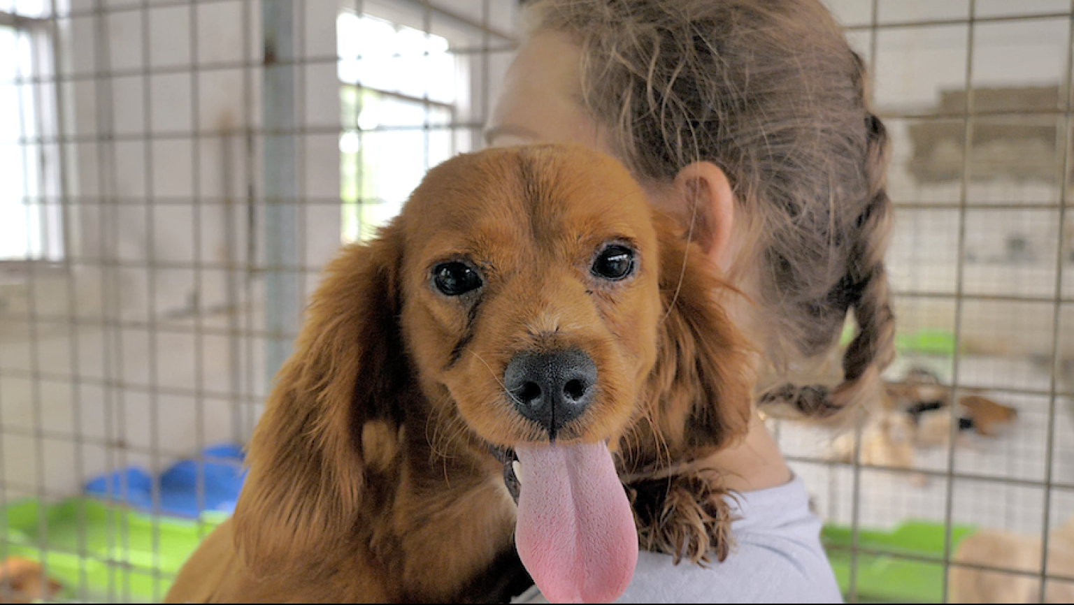 Reasons to Choose a Rescue Dog | LifeMinute TV