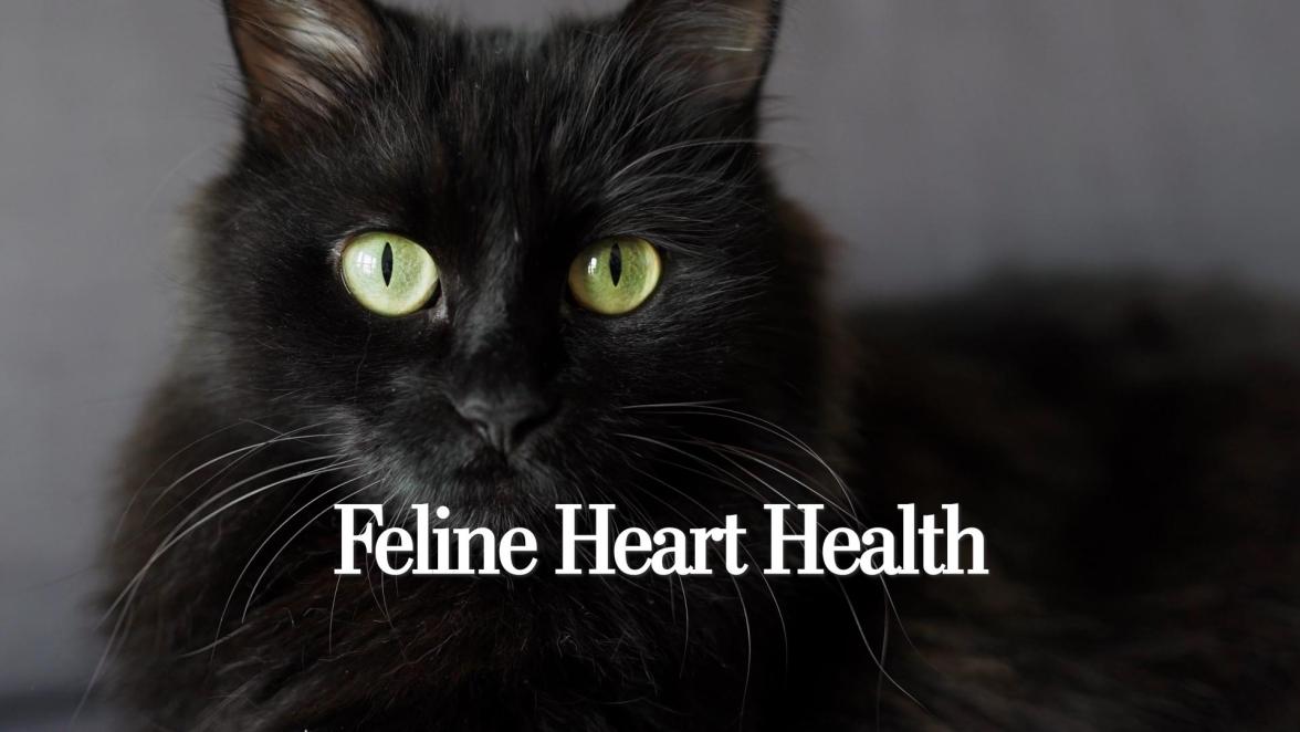 Feline Heart Health: What Every Cat Owner Needs to Know About Early Detection