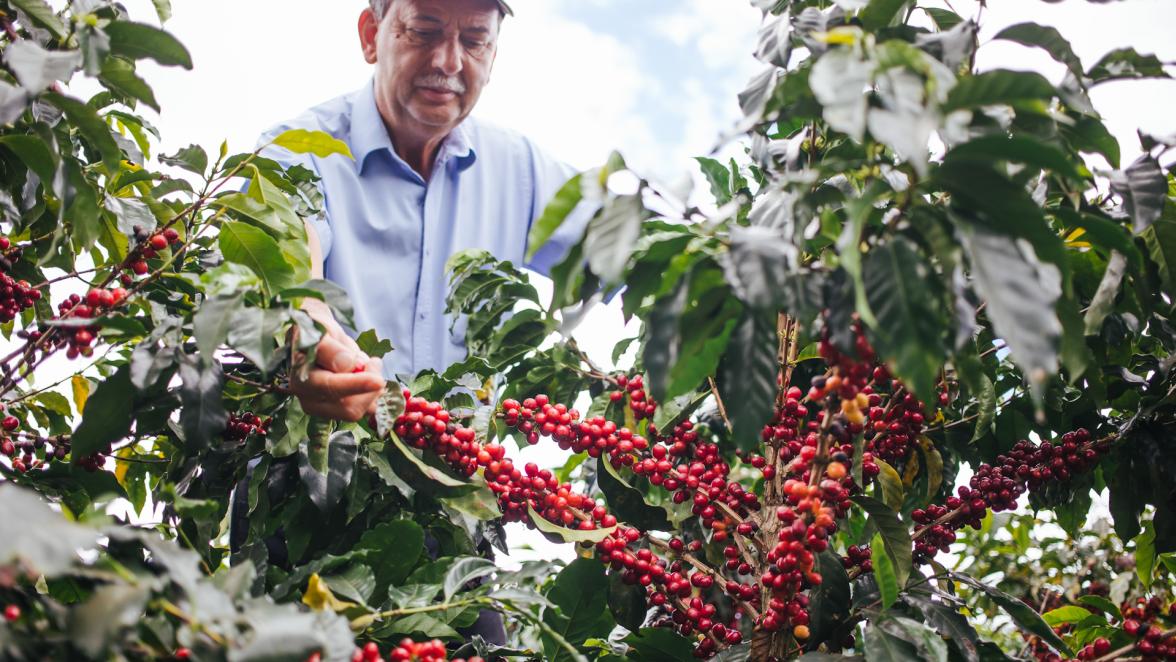 How Starbucks Helps Sustain the Future of Coffee