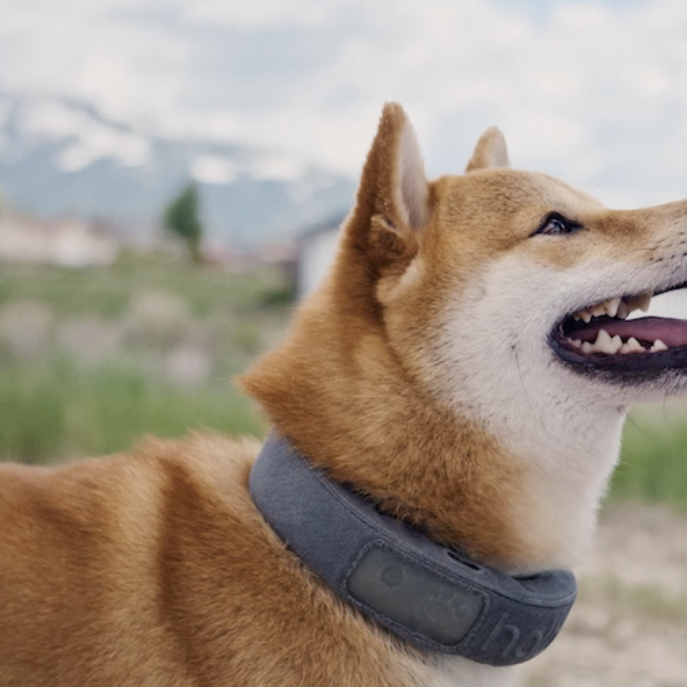 Keep Your Four-Legged Friend Safe This Holiday episode artwork