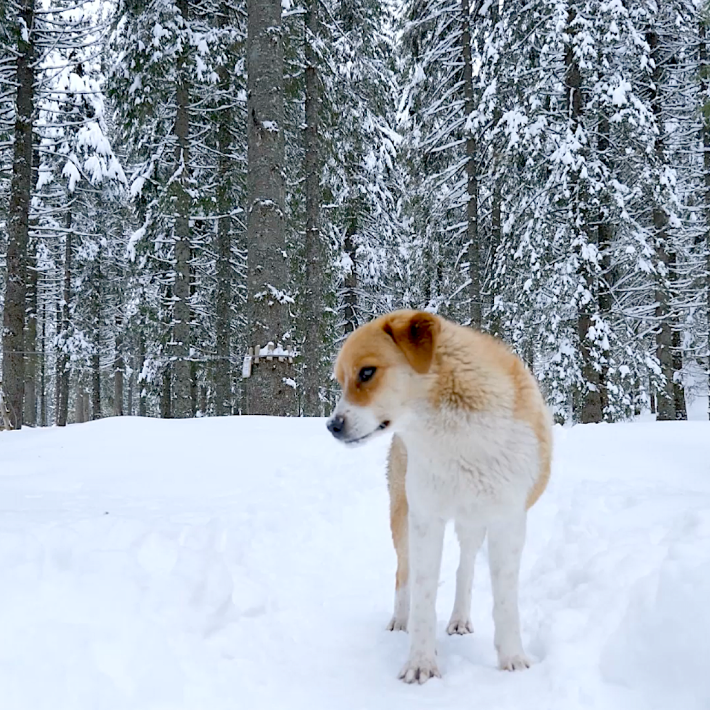 Common Dietary Triggers for Dogs That Pet Parents Should Be Aware Of episode artwork
