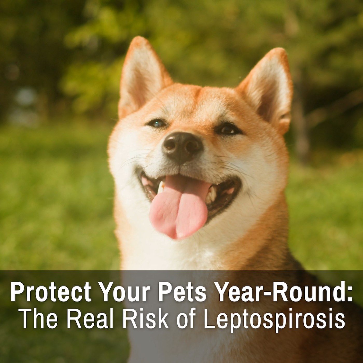 Protect Your Pets Year-Round: The Real Risk of Leptospirosis