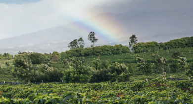 How Starbucks Continues to Innovate Craft Coffee