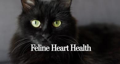 Feline Heart Health: What Every Cat Owner Needs to Know About Early Detection