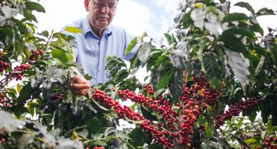 How Starbucks Helps Sustain the Future of Coffee