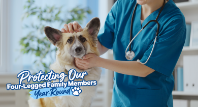 Protecting our Four-Legged Family Members Year-Round