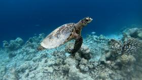 World Sea Turtle Day is observed June 16, 2025