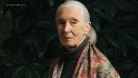 Wildlife Conservationist Jane Goodall dies at 91