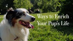 Ways to Enrich Your Pup's Life