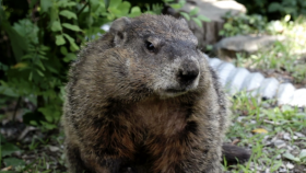 How to Celebrate Groundhog Day