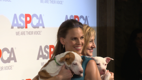 Hilary Swank and Edie Falco Honored at 2015 ASPCA Bergh Ball