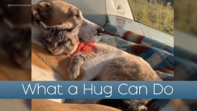 What a Hug Can Do