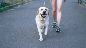 Get Outside with Your Dog for National Take a Walk in the Park Day