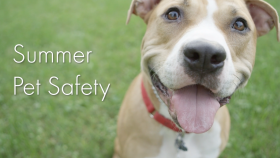 Pet Safety Tips