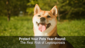 Protect Your Pets Year-Round: The Real Risk of Leptospirosis