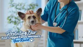 Protecting our Four-Legged Family Members Year-Round