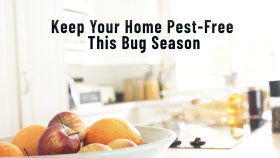 Keep Your Home Pest-Free This Bug Season